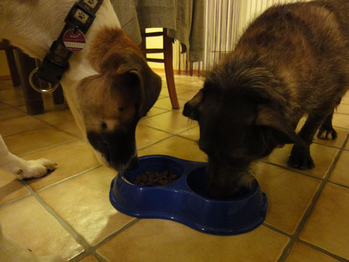 Hundetest Hundetest