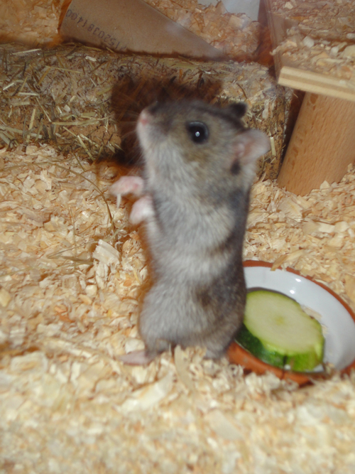 Steckbrief - Lilli M%C3%A4nnchen