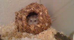 Steckbrief - Roborowski Zwerghamster 300x162