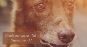 Hunde im Ausland Teil 1