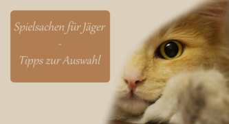 Spielzeug für Katzen