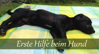 Erste Hilfe beim Hund