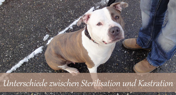 Kastration und Sterilisation