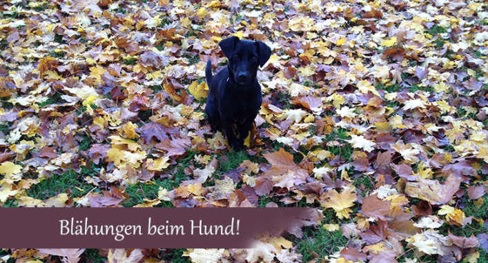 Blaehungen-beim-Hund