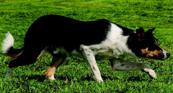 Border Collie