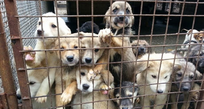 Hunde
